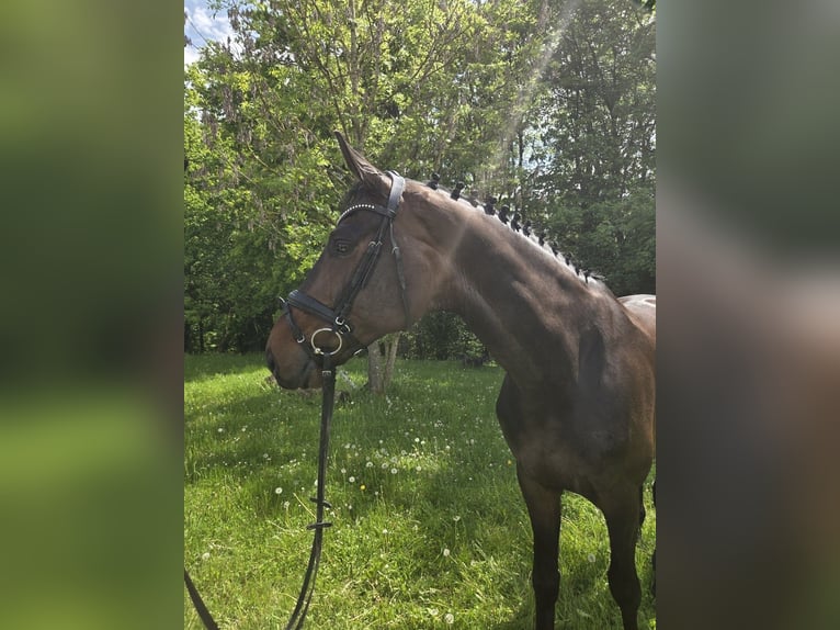 Koń hanowerski Wałach 7 lat 176 cm Ciemnogniada in Pilsach