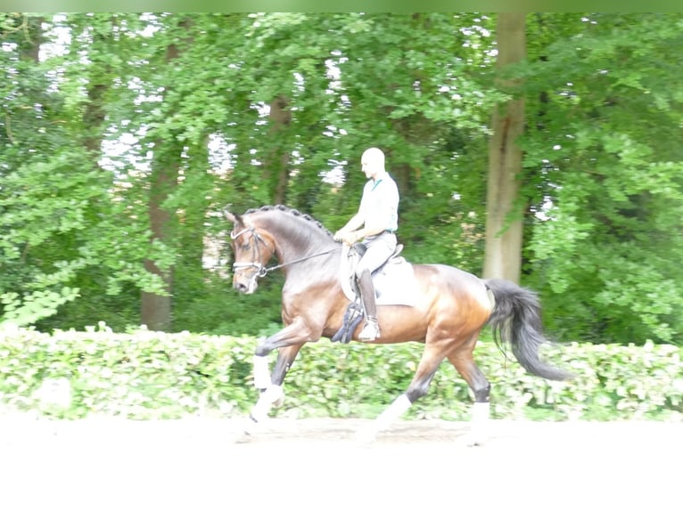 Koń hanowerski Wałach 7 lat 177 cm Ciemnogniada in Walsrode