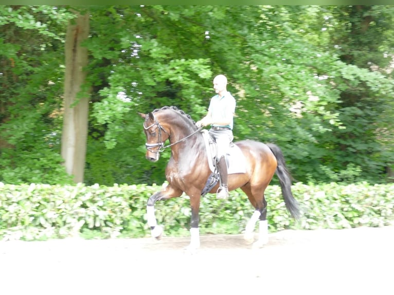 Koń hanowerski Wałach 7 lat 177 cm Ciemnogniada in Walsrode