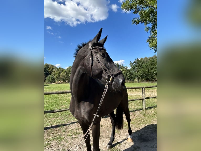 Koń hanowerski Wałach 7 lat 177 cm Kara in Lahr/SchwarzwaldLahr