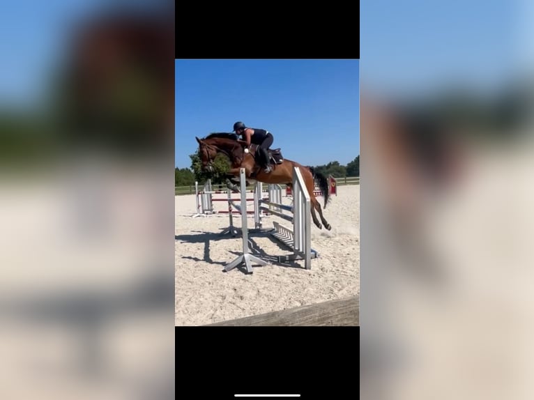 Koń hanowerski Wałach 7 lat 180 cm Ciemnogniada in Kloster Schäftlarn