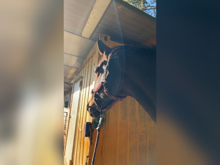 Koń hanowerski Wałach 7 lat 180 cm Gniada in Veringenstadt