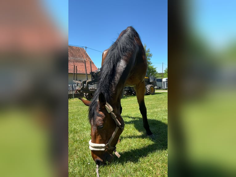 Koń hanowerski Wałach 7 lat 180 cm Gniada in Veringenstadt