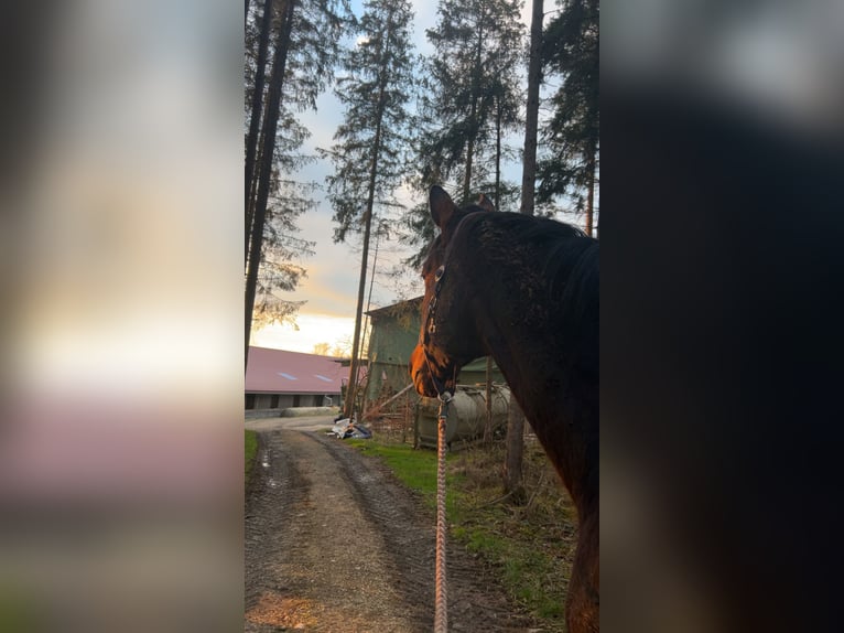 Koń hanowerski Wałach 7 lat 180 cm Gniada in Veringenstadt
