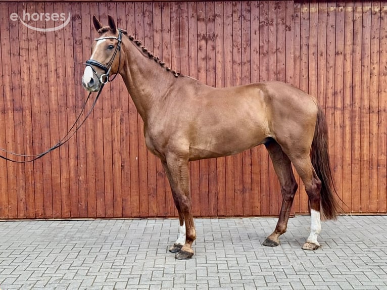 Koń hanowerski Wałach 7 lat 180 cm Kasztanowata in Norderstedt