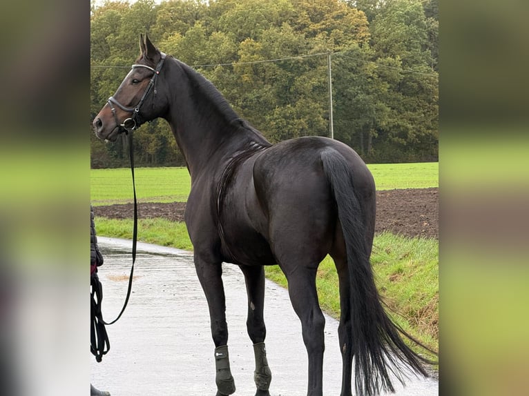 Koń hanowerski Wałach 7 lat 180 cm Skarogniada in Oelde