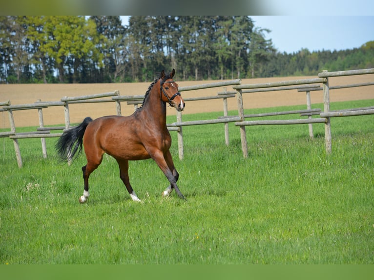 Koń hanowerski Wałach 8 lat 162 cm Gniada in Mittelstetten