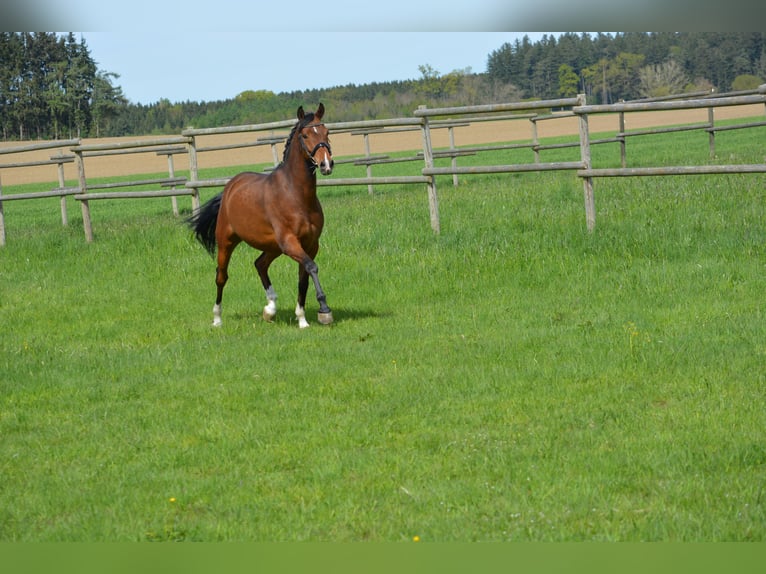 Koń hanowerski Wałach 8 lat 162 cm Gniada in Mittelstetten