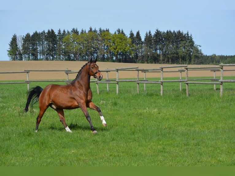 Koń hanowerski Wałach 8 lat 162 cm Gniada in Mittelstetten