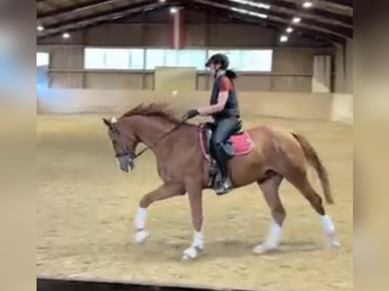 Koń hanowerski Wałach 8 lat 162 cm Kasztanowata in Maria-Lanzendorf