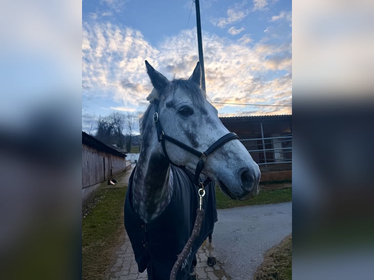 Koń hanowerski Wałach 8 lat 164 cm Siwa jabłkowita in Dietikon