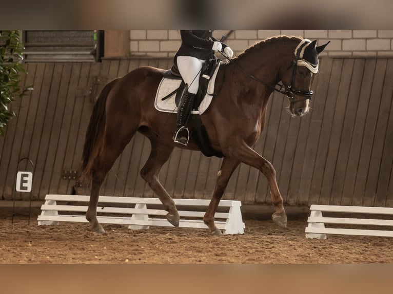 Koń hanowerski Wałach 8 lat 165 cm Ciemnokasztanowata in Deining