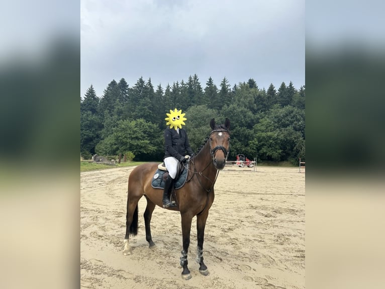 Koń hanowerski Wałach 8 lat 165 cm Gniada in Thierhaupten