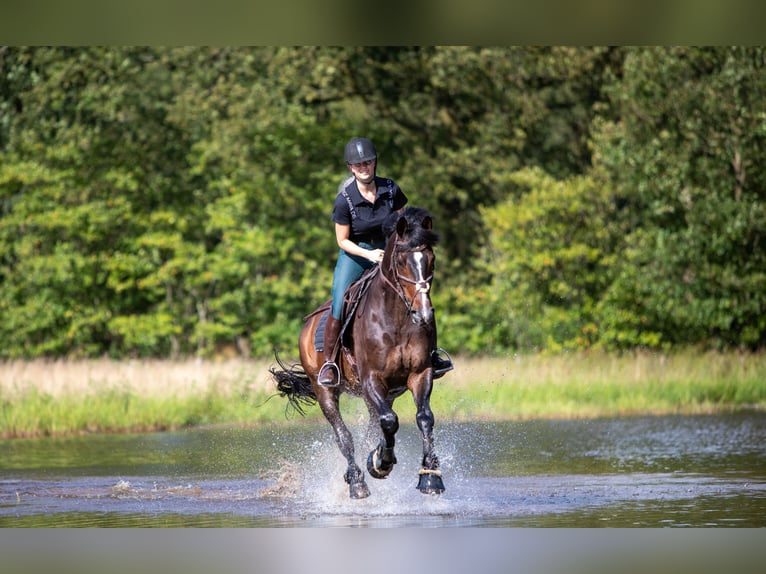 Koń hanowerski Wałach 8 lat 167 cm Ciemnogniada in Westervoort