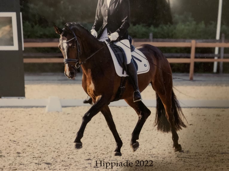 Koń hanowerski Wałach 8 lat 167 cm Ciemnogniada in Westervoort