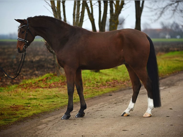 Koń hanowerski Wałach 8 lat 167 cm Gniada in Szarvas