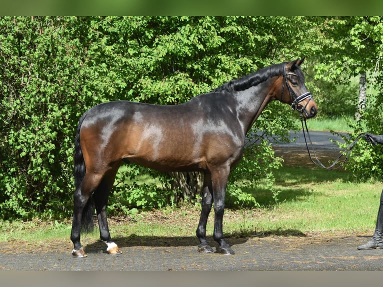 Koń hanowerski Wałach 8 lat 168 cm Gniada in Herbstein