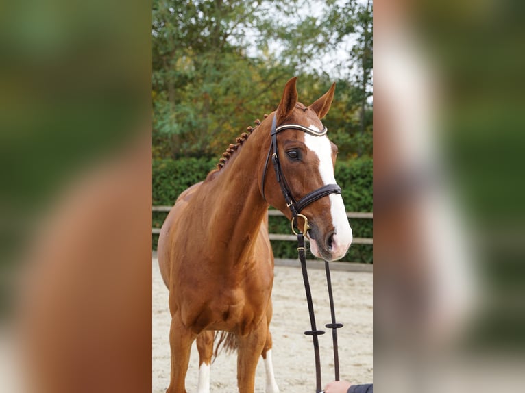 Koń hanowerski Wałach 8 lat 168 cm Kasztanowata in Lohne (Oldenburg)