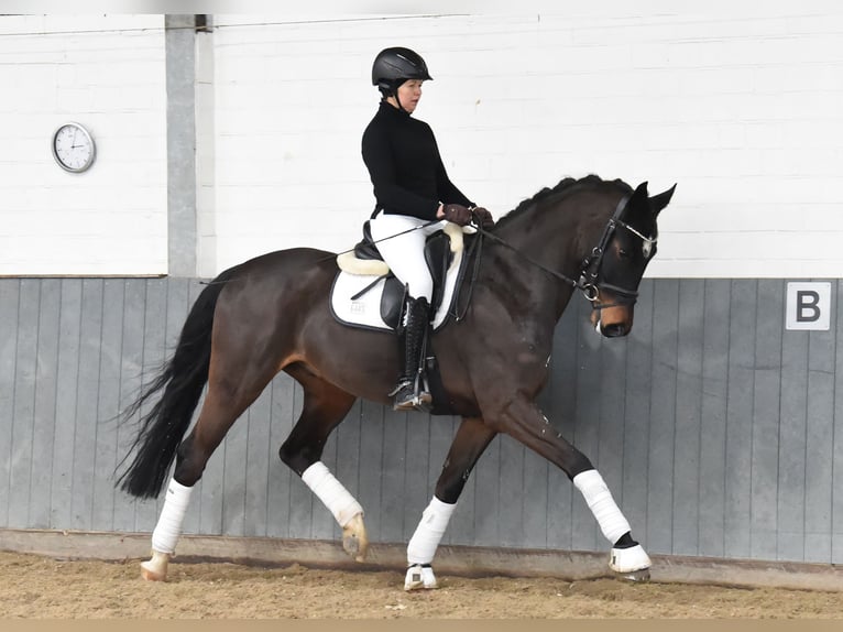 Koń hanowerski Wałach 8 lat 170 cm Ciemnogniada in Tiddische
