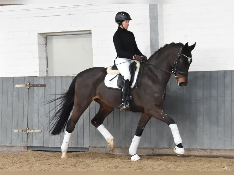 Koń hanowerski Wałach 8 lat 170 cm Ciemnogniada in Tiddische