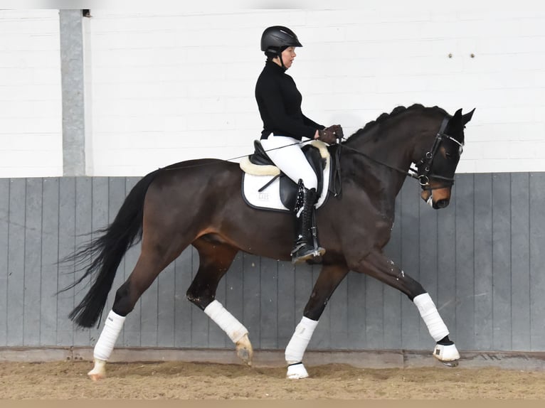 Koń hanowerski Wałach 8 lat 170 cm Ciemnogniada in Tiddische