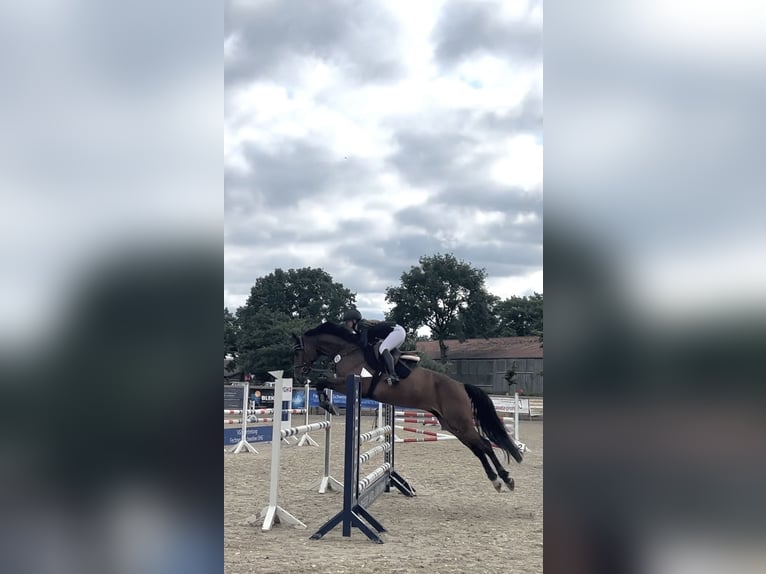 Koń hanowerski Wałach 8 lat 170 cm Gniada in Nienburg (Weser)