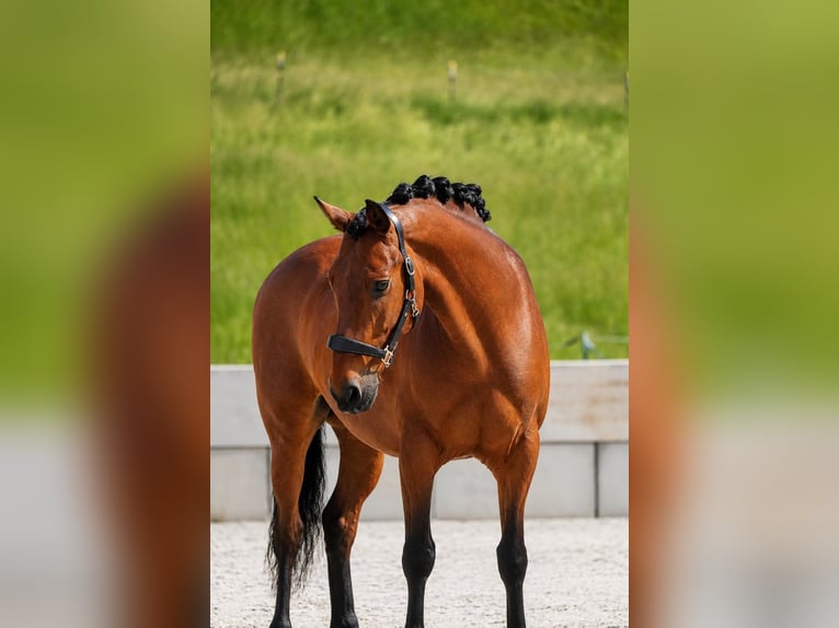 Koń hanowerski Wałach 8 lat 170 cm Kara in Nettersheim