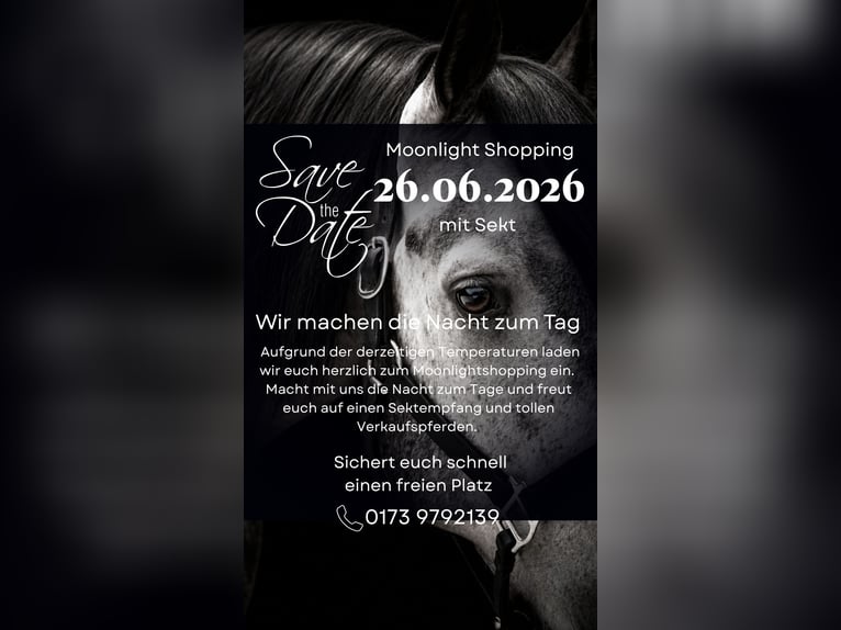 Koń hanowerski Wałach 8 lat 170 cm Kara in Nettersheim