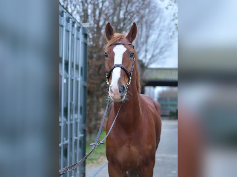 Koń hanowerski Wałach 8 lat 170 cm Kasztanowata in Geilenkirchen