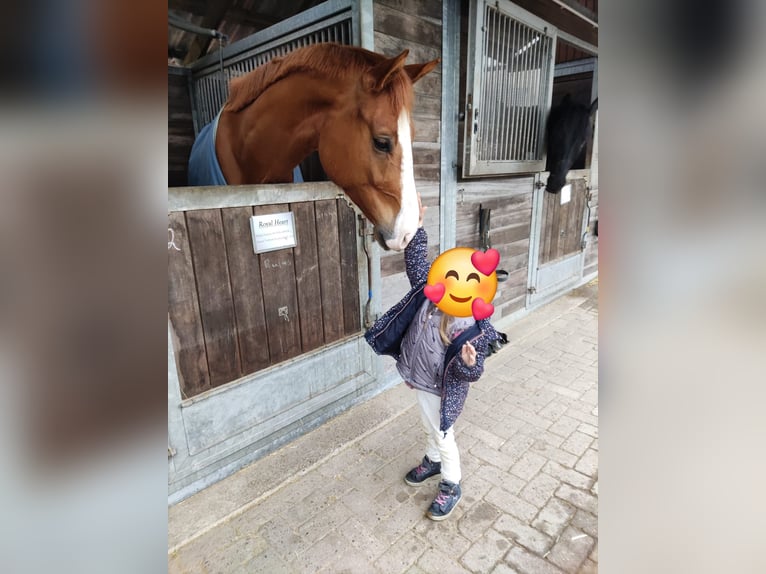Koń hanowerski Wałach 8 lat 170 cm Kasztanowata in Walsrode