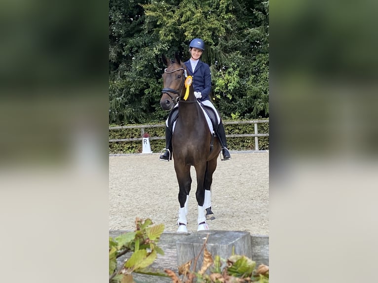 Koń hanowerski Wałach 8 lat 172 cm Ciemnogniada in Winsen (Luhe)