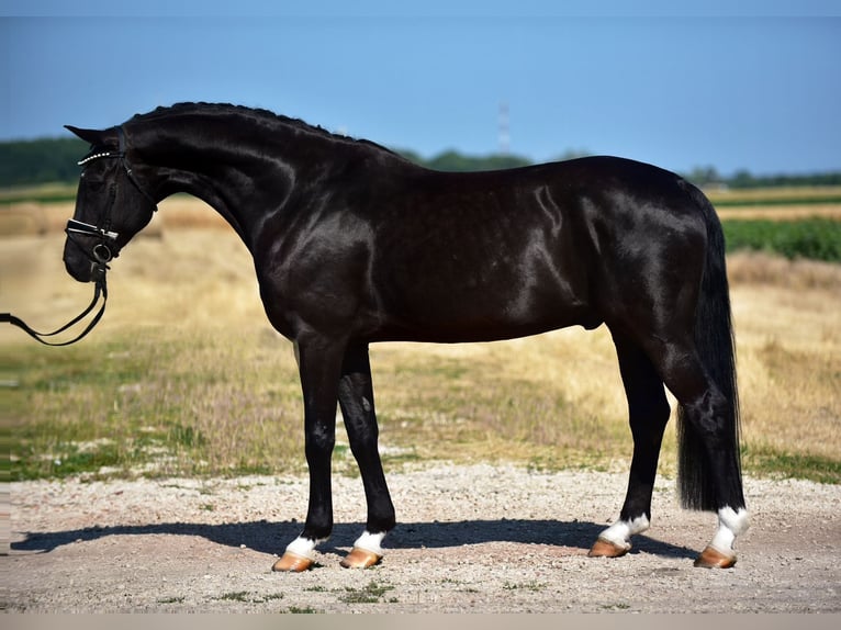 Koń hanowerski Wałach 8 lat 172 cm Kara in Szarvas