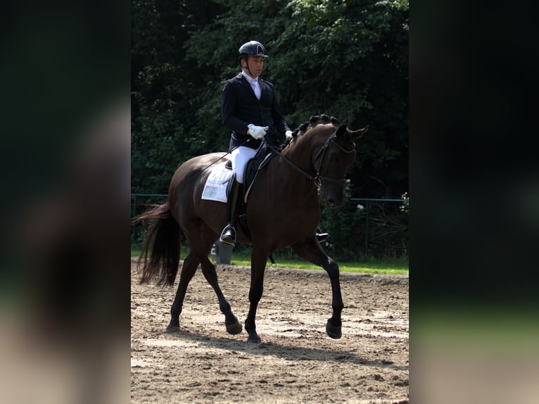 Koń hanowerski Wałach 8 lat 172 cm Skarogniada in Puth