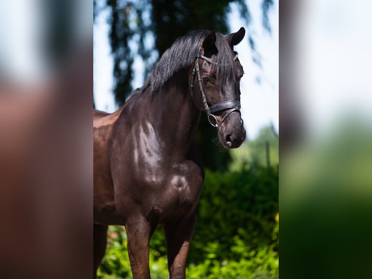Koń hanowerski Wałach 8 lat 172 cm Skarogniada in Puth