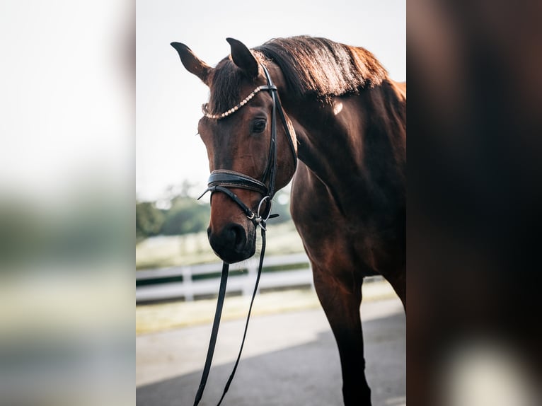Koń hanowerski Wałach 8 lat 173 cm Ciemnogniada in Wangen im Allgäu