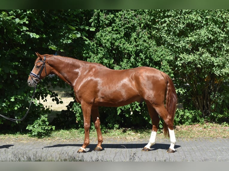 Koń hanowerski Wałach 8 lat 174 cm Kasztanowata in Herbstein