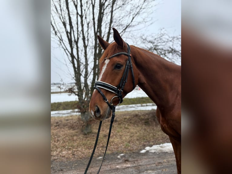Koń hanowerski Wałach 8 lat 174 cm Kasztanowata in Herbstein