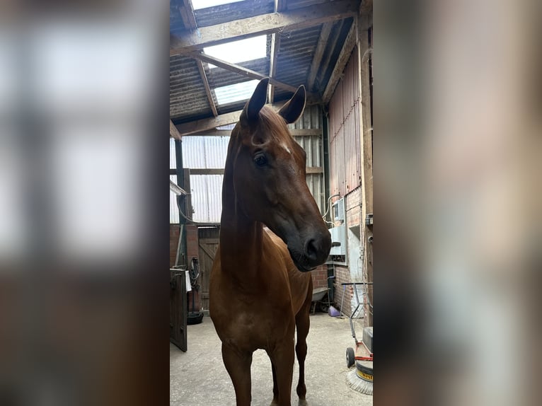 Koń hanowerski Wałach 8 lat 180 cm Ciemnokasztanowata in Osterholz-Scharmbeck