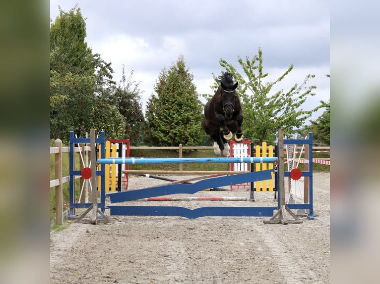 Koń hanowerski Wałach 8 lat 180 cm Skarogniada in Egestorf