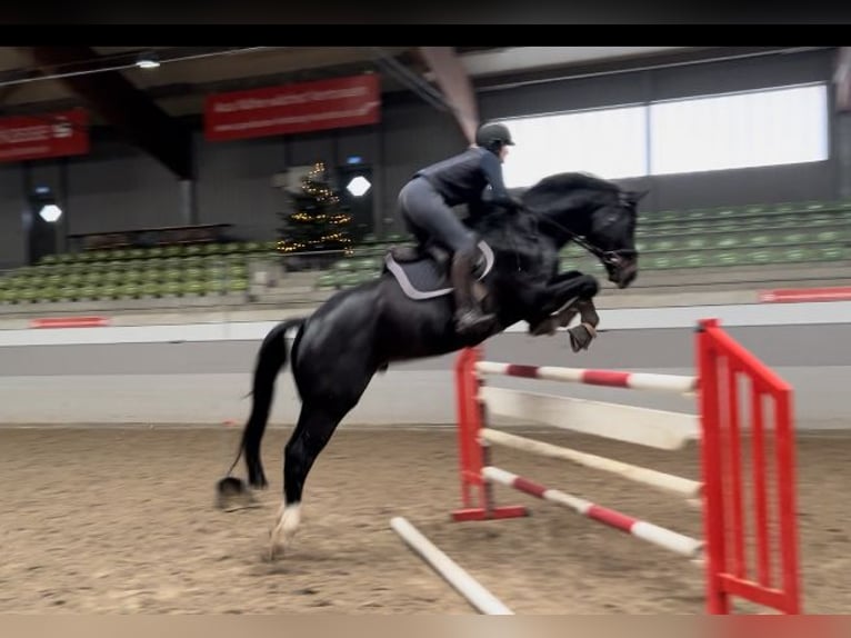 Koń hanowerski Wałach 8 lat 180 cm Skarogniada in Egestorf