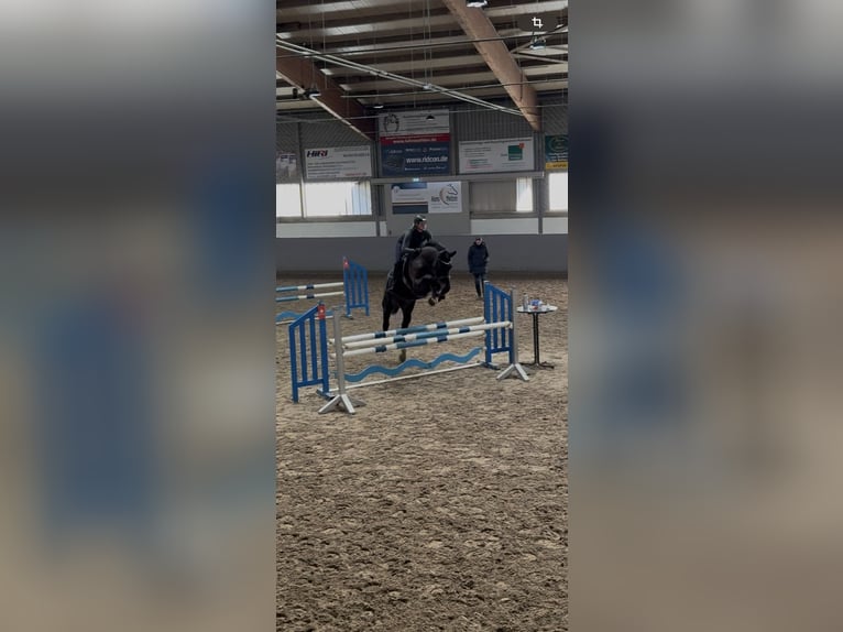 Koń hanowerski Wałach 8 lat 180 cm Skarogniada in Egestorf