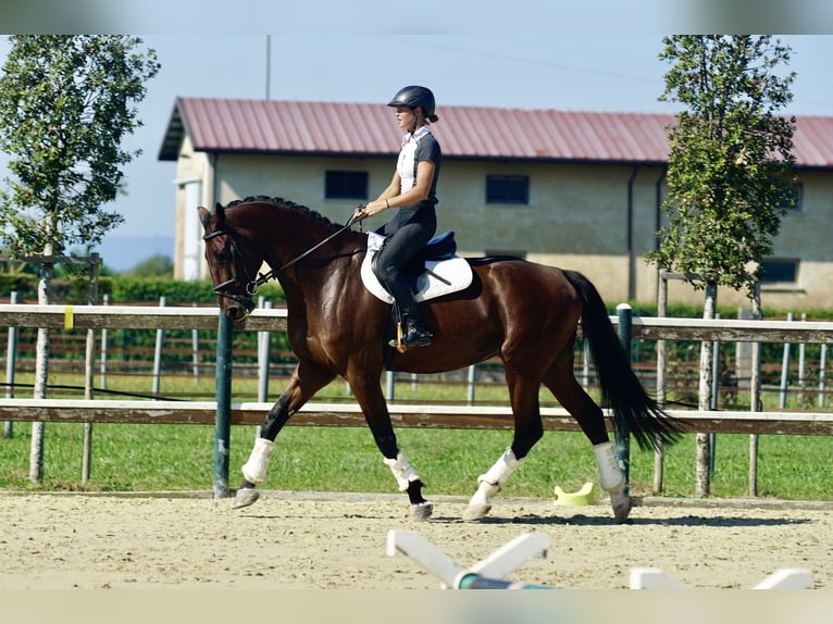 Koń hanowerski Wałach 8 lat 182 cm Gniada in Mansuè