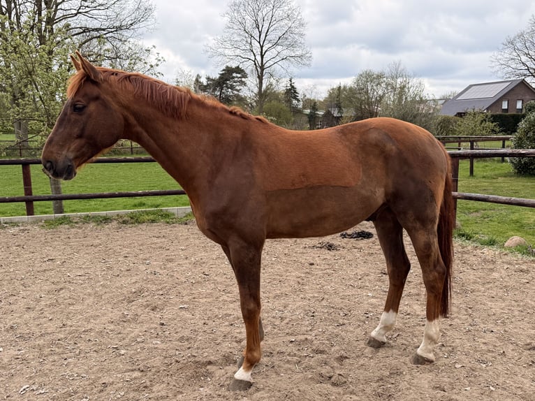 Koń hanowerski Wałach 8 lat 196 cm Ciemnokasztanowata in Hoisdorf