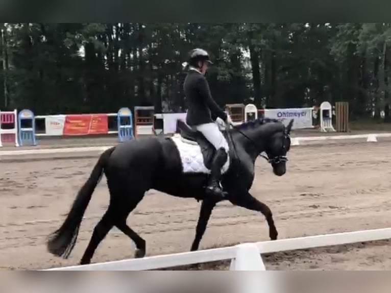 Koń hanowerski Wałach 9 lat 162 cm Kara in Stöckse