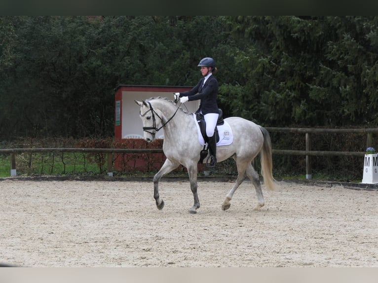 Koń hanowerski Wałach 9 lat 165 cm Siwa in Wedemark