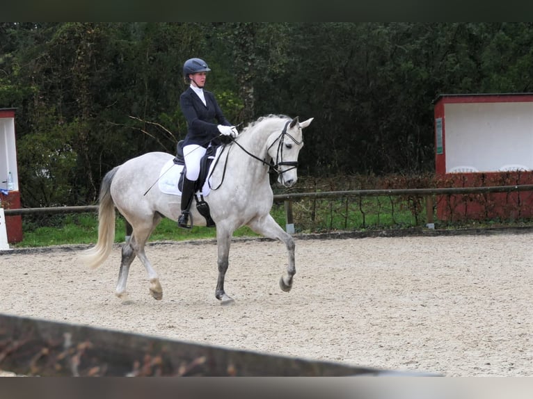 Koń hanowerski Wałach 9 lat 165 cm Siwa in Wedemark