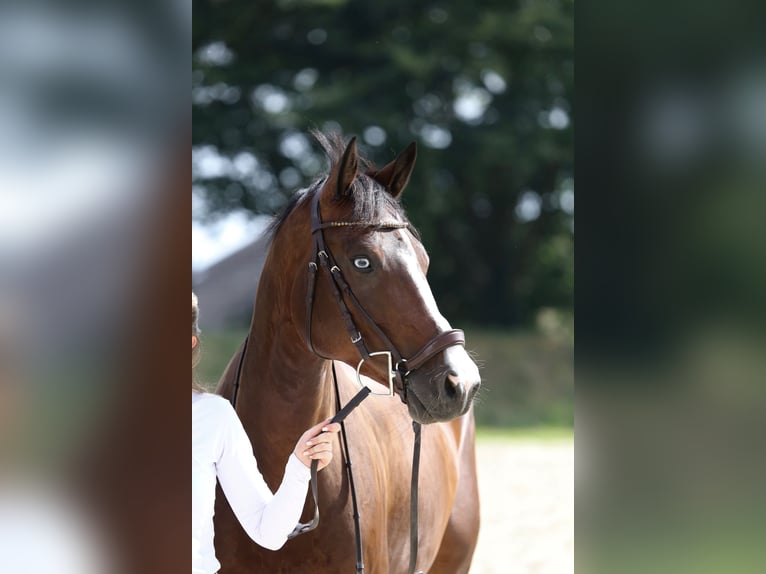 Koń hanowerski Wałach 9 lat 167 cm Gniada in Bönen
