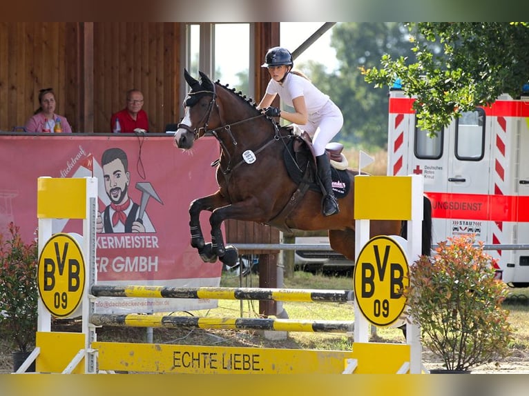 Koń hanowerski Wałach 9 lat 167 cm Gniada in Bönen