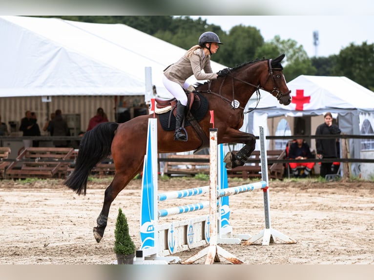 Koń hanowerski Wałach 9 lat 167 cm Gniada in Bönen