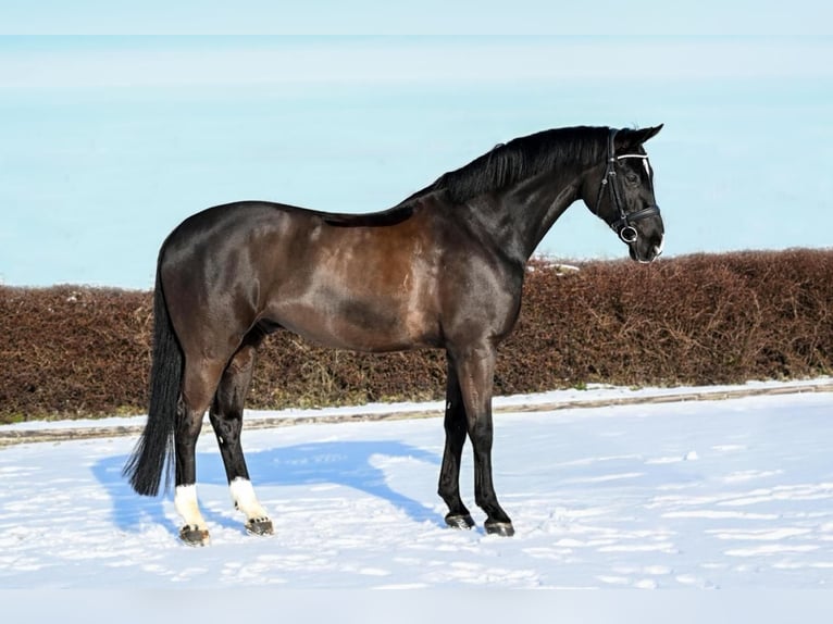 Koń hanowerski Wałach 9 lat 168 cm Kara in Neuenkirchen